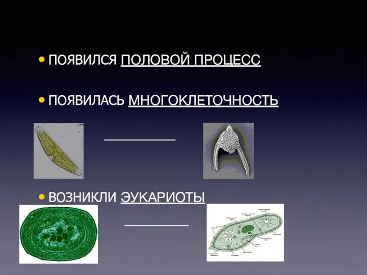 ПОЯВИЛСЯ ПОЛОВОЙ ПРОЦЕСС ПОЯВИЛАСЬ МНОГОКЛЕТОЧНОСТЬ ВОЗНИКЛИ ЭУКАРИОТЫ