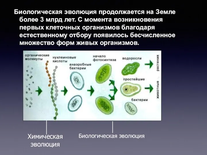 Биологическая эволюция продолжается на Земле более 3 млрд лет. С