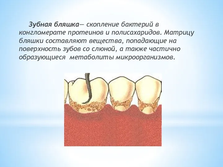 Зубная бляшка— скопление бактерий в конгломерате протеинов и полисахаридов. Матрицу
