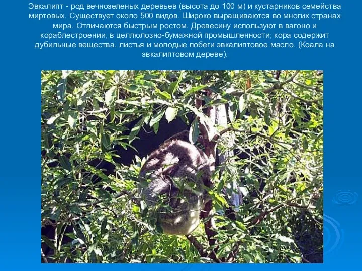 Эвкалипт - род вечнозеленых деревьев (высота до 100 м) и