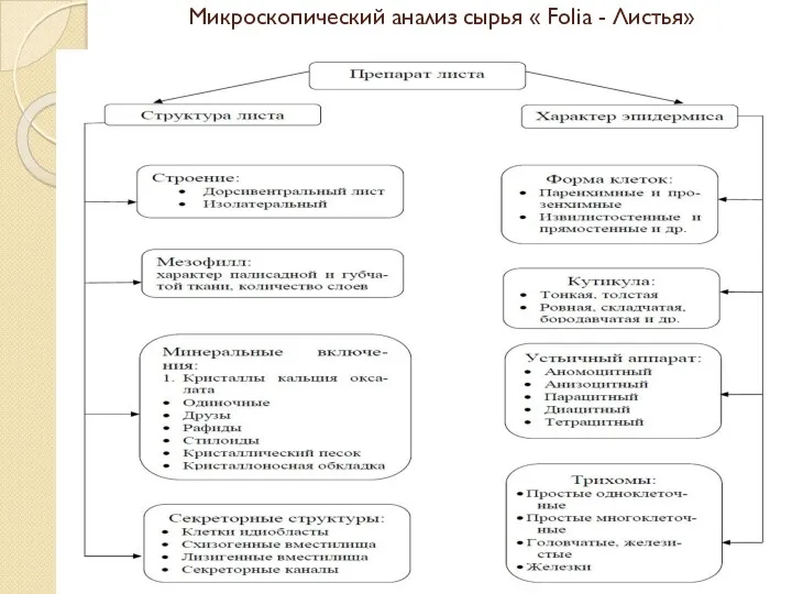 Микроскопический анализ сырья « Folia - Листья»