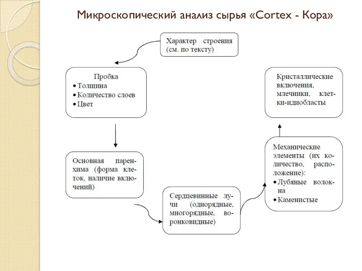 Микроскопический анализ сырья «Cortex - Кора»