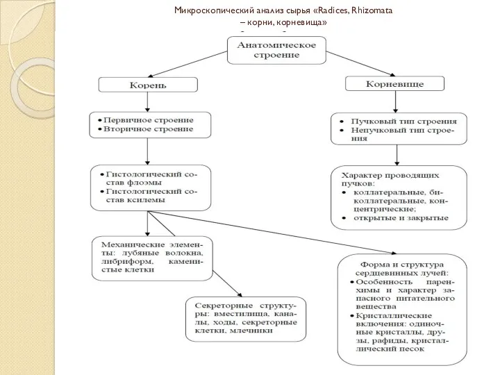 Микроскопический анализ сырья «Radices, Rhizomata – корни, корневища»