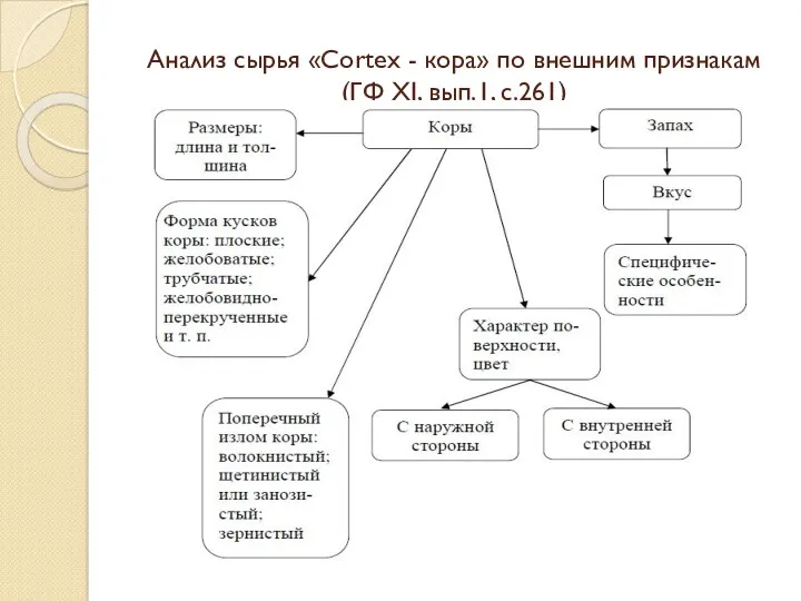 Анализ сырья «Cortex - кора» по внешним признакам (ГФ XI, вып.1, с.261)