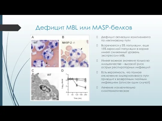 Дефицит MBL или MASP-белков Дефицит активации комплемента по лектиновому пути Встречается у 5%