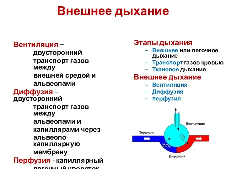 Внешнее дыхание Вентиляция – двусторонний транспорт газов между внешней средой