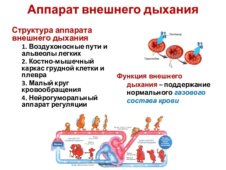 Аппарат внешнего дыхания Структура аппарата внешнего дыхания 1. Воздухоносные пути