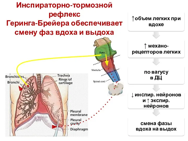 Инспираторно-тормозной рефлекс Геринга-Брейера обеспечивает смену фаз вдоха и выдоха