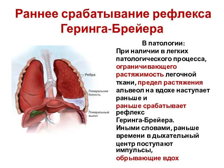 Раннее срабатывание рефлекса Геринга-Брейера В патологии: При наличии в легких