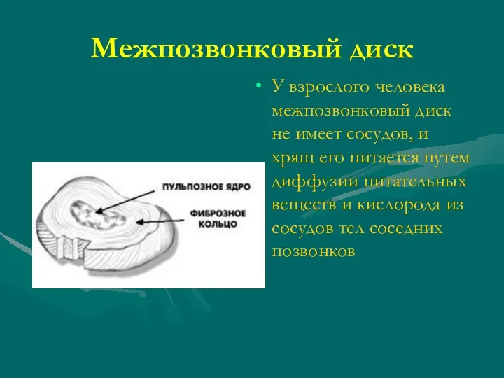 Межпозвонковый диск У взрослого человека межпозвонковый диск не имеет сосудов,