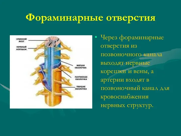 Фораминарные отверстия Через фораминарные отверстия из позвоночного канала выходят нервные