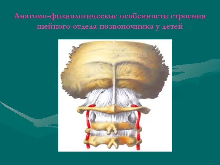 Анатомо-физиологические особенности строения шейного отдела позвоночника у детей