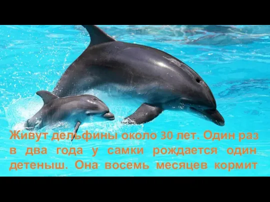 Живут дельфины около 30 лет. Один раз в два года у самки рождается