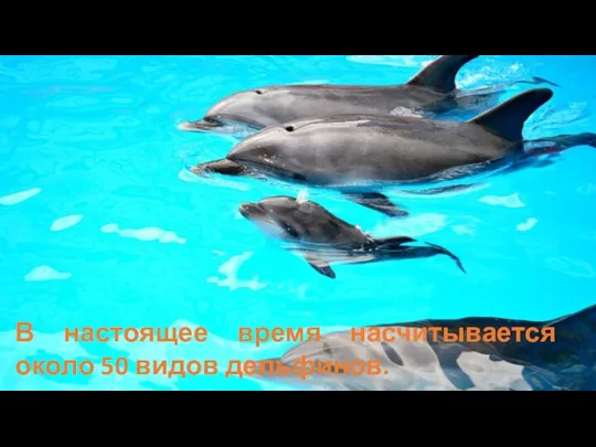 В настоящее время насчитывается около 50 видов дельфинов.