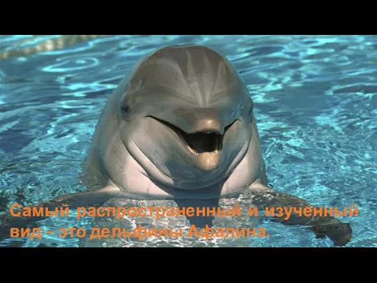 Самый распространенный и изученный вид – это дельфины Афалина.