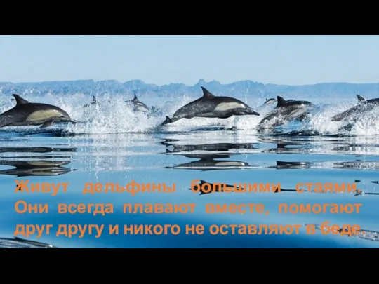 Живут дельфины большими стаями. Они всегда плавают вместе, помогают друг другу и никого