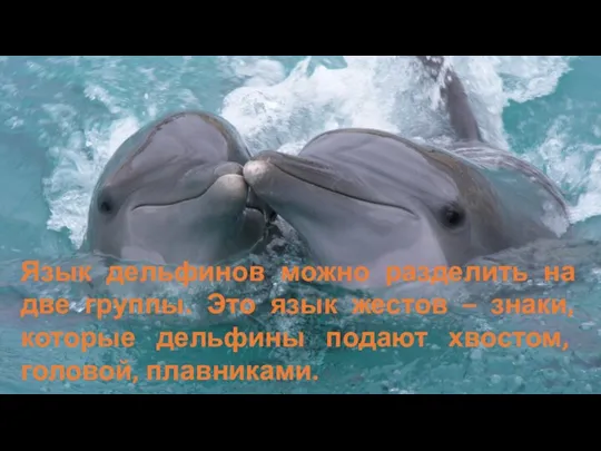 Язык дельфинов можно разделить на две группы. Это язык жестов – знаки, которые