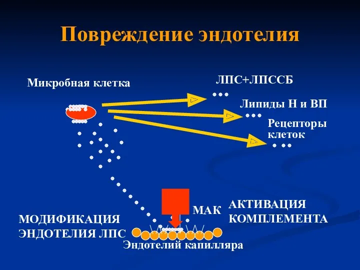 Повреждение эндотелия ЛПС+ЛПССБ Липиды Н и ВП Рецепторы клеток Эндотелий