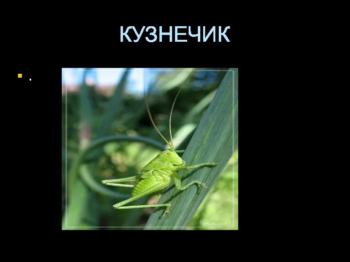 КУЗНЕЧИК .