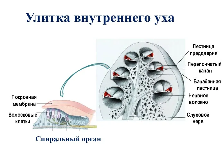 Слуховой нерв Нервное волокно Покровная мембрана Волосковые клетки Спиральный орган Улитка внутреннего уха