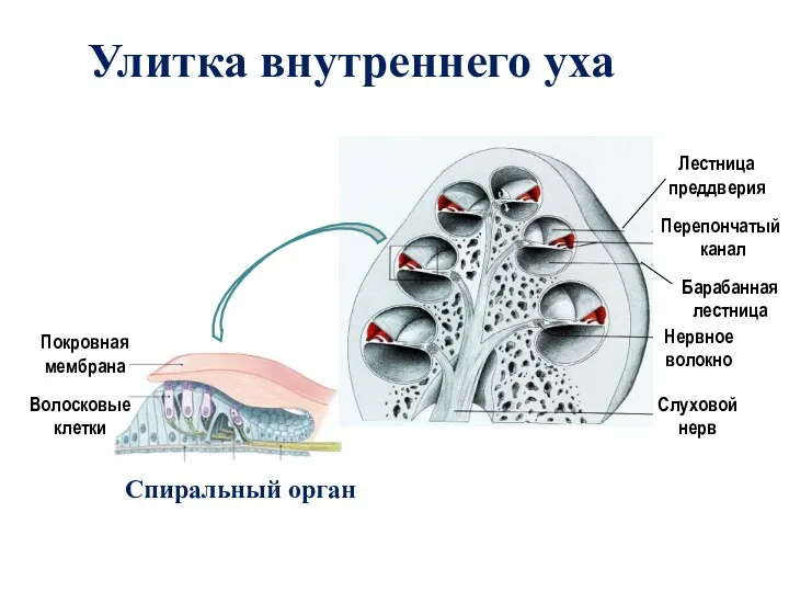 Слуховой нерв Нервное волокно Покровная мембрана Волосковые клетки Спиральный орган