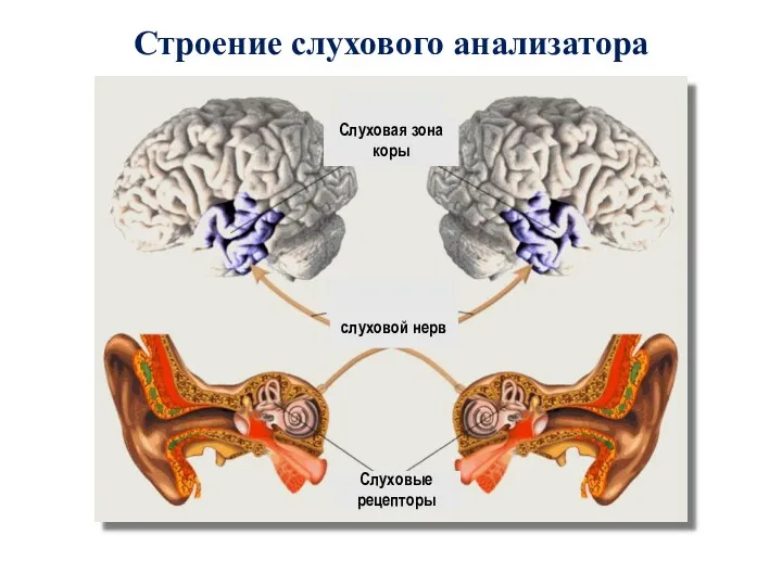 Строение слухового анализатора Слуховые рецепторы слуховой нерв Слуховая зона коры