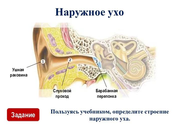 Наружное ухо Пользуясь учебником, определите строение наружного уха. Ушная раковина Слуховой проход Барабанная перепонка Задание
