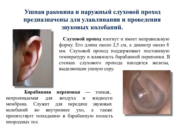 Ушная раковина и наружный слуховой проход предназначены для улавливания и