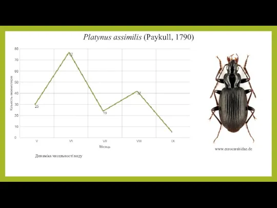 Platynus assimilis (Paykull, 1790) Динаміка чисельності виду www.eurocarabidae.de