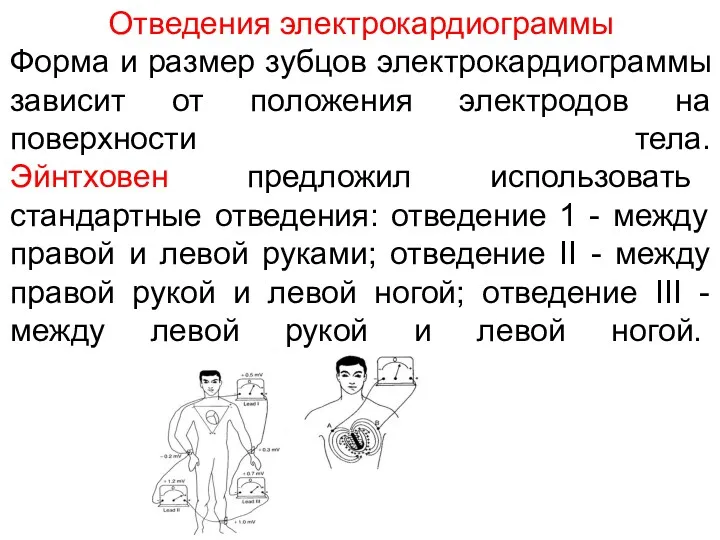 Отведения электрокардиограммы Форма и размер зубцов электрокардиограммы зависит от положения