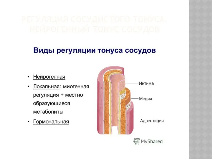 РЕГУЛЯЦИЯ СОСУДИСТОГО ТОНУСА. НЕЙРОГЕННЫЙ ТОНУС СОСУДОВ