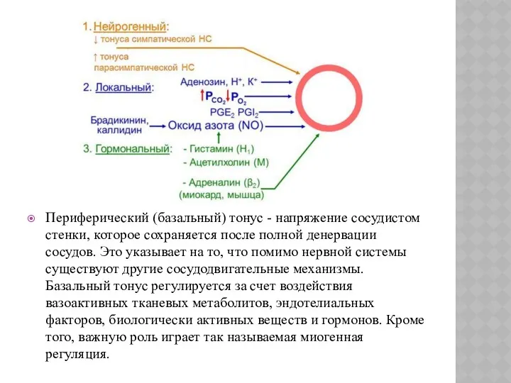 Периферический (базальный) тонус - напряжение сосудистом стенки, которое сохраняется после