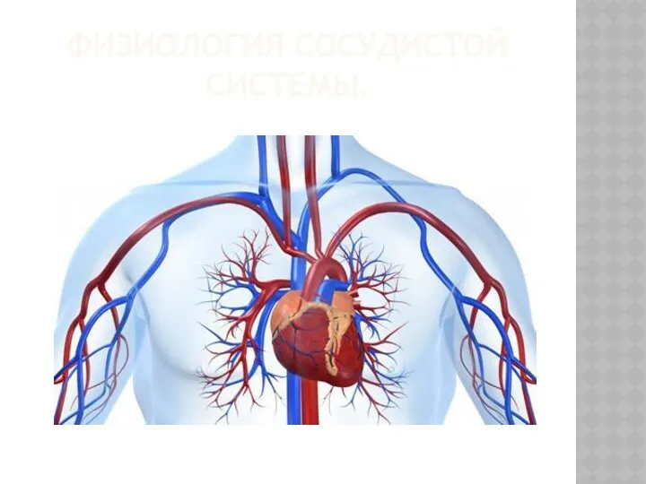 ФИЗИОЛОГИЯ СОСУДИСТОЙ СИСТЕМЫ.