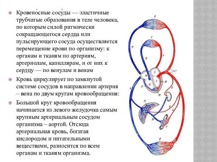 Кровено́сные сосу́ды — эластичные трубчатые образования в теле человека, по