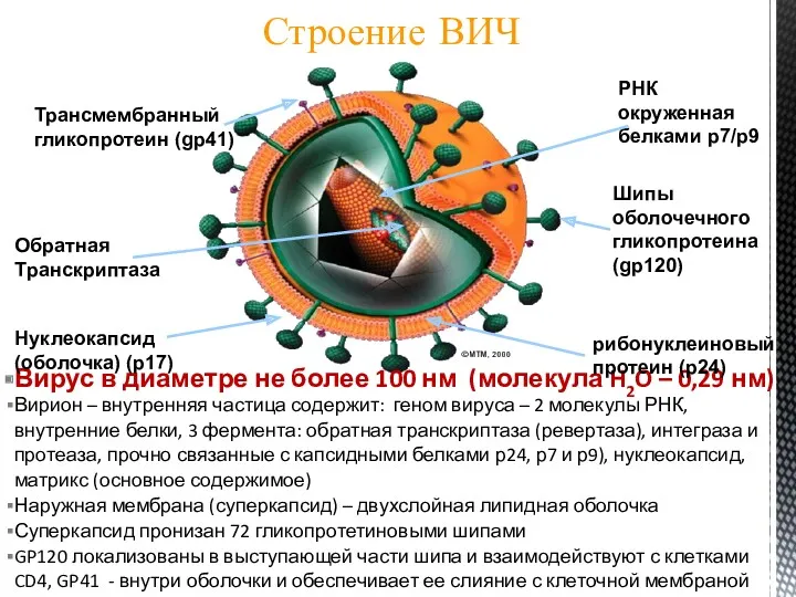 Обратная Транскриптаза РНК окруженная белками р7/р9 Вирус в диаметре не