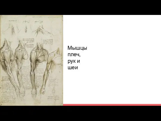 Мышцы плеч, рук и шеи