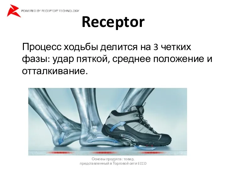 Receptor Процесс ходьбы делится на 3 четких фазы: удар пяткой,