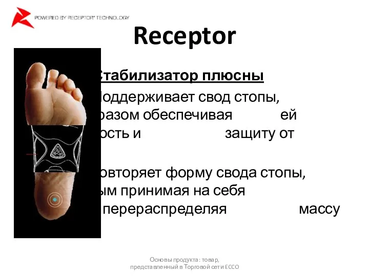 Receptor 3. Стабилизатор плюсны * Поддерживает свод стопы, таким образом