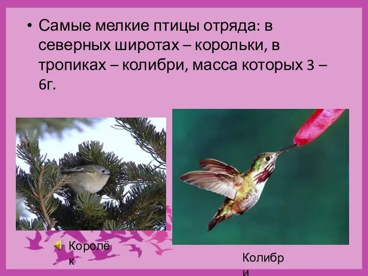 Самые мелкие птицы отряда: в северных широтах – корольки, в тропиках – колибри,