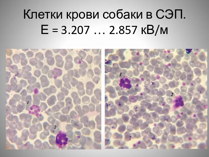 Клетки крови собаки в СЭП. Е = 3.207 … 2.857 кВ/м