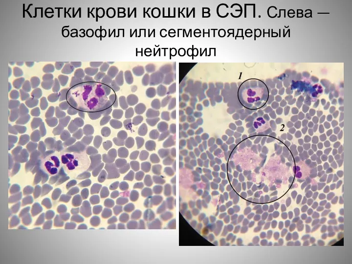 Клетки крови кошки в СЭП. Слева — базофил или сегментоядерный нейтрофил