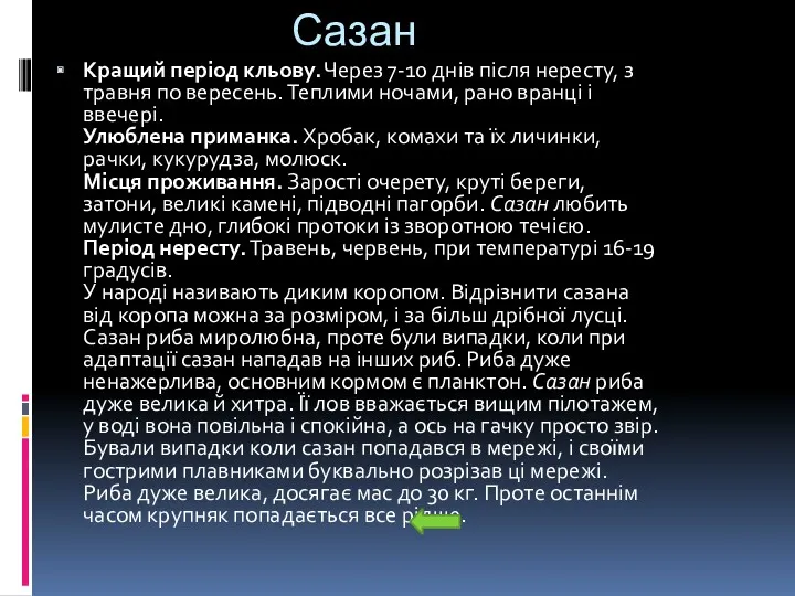 Сазан Кращий період кльову. Через 7-10 днів після нересту, з