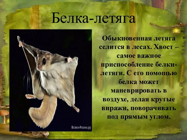 Белка-летяга Обыкновенная летяга селится в лесах. Хвост – самое важное приспособление белки-летяги. С