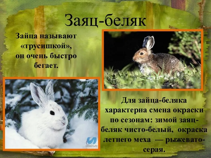Заяц-беляк Зайца называют «трусишкой», он очень быстро бегает. Для зайца-беляка характерна смена окраски