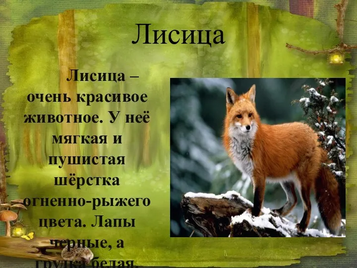 Лисица Лисица – очень красивое животное. У неё мягкая и пушистая шёрстка огненно-рыжего