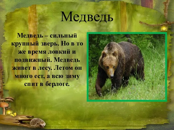 Медведь Медведь – сильный крупный зверь. Но в то же время ловкий и