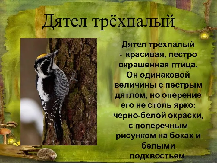 Дятел трёхпалый Дятел трехпалый - красивая, пестро окрашенная птица. Он одинаковой величины с