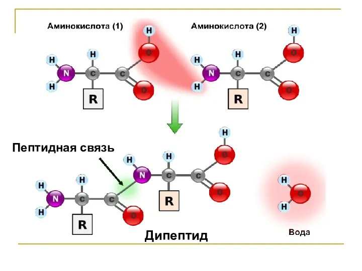 Дипептид Пептидная связь