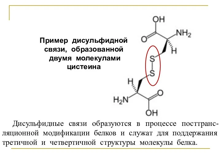 Пример дисульфидной связи, образованной двумя молекулами цистеина Дисульфидные связи образуются