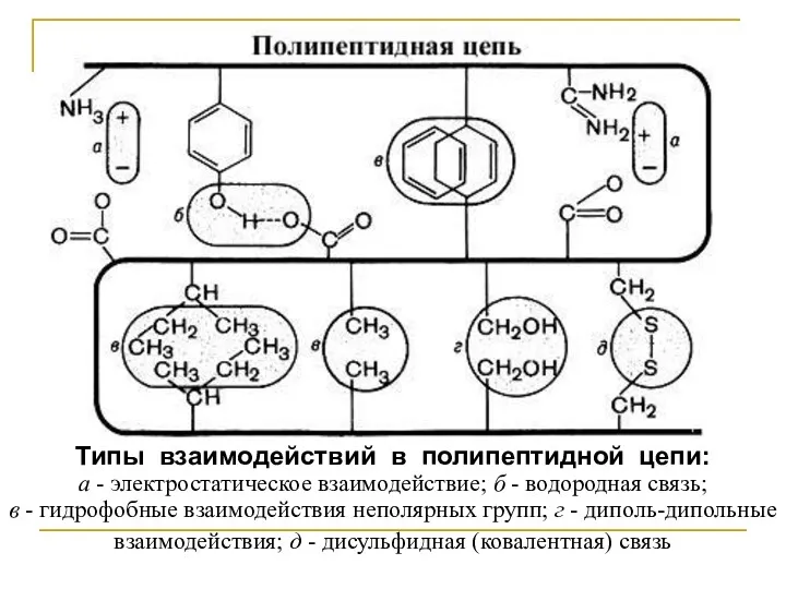 Типы взаимодействий в полипептидной цепи: а - электростатическое взаимодействие; б